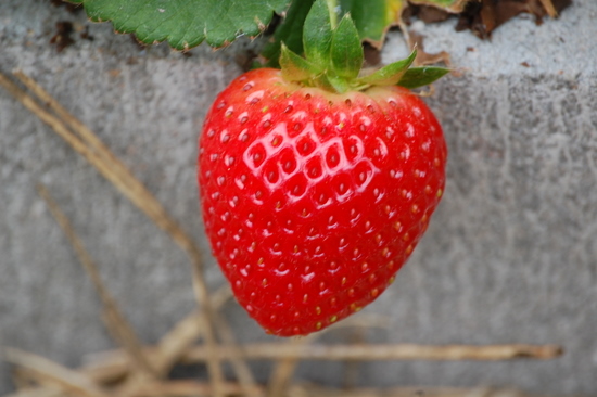 Gardening as natural as possible